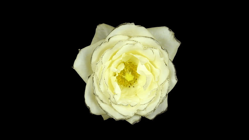 Time Lapse White Rose Opening Stock Video Footage, white roses black background HD wallpaper