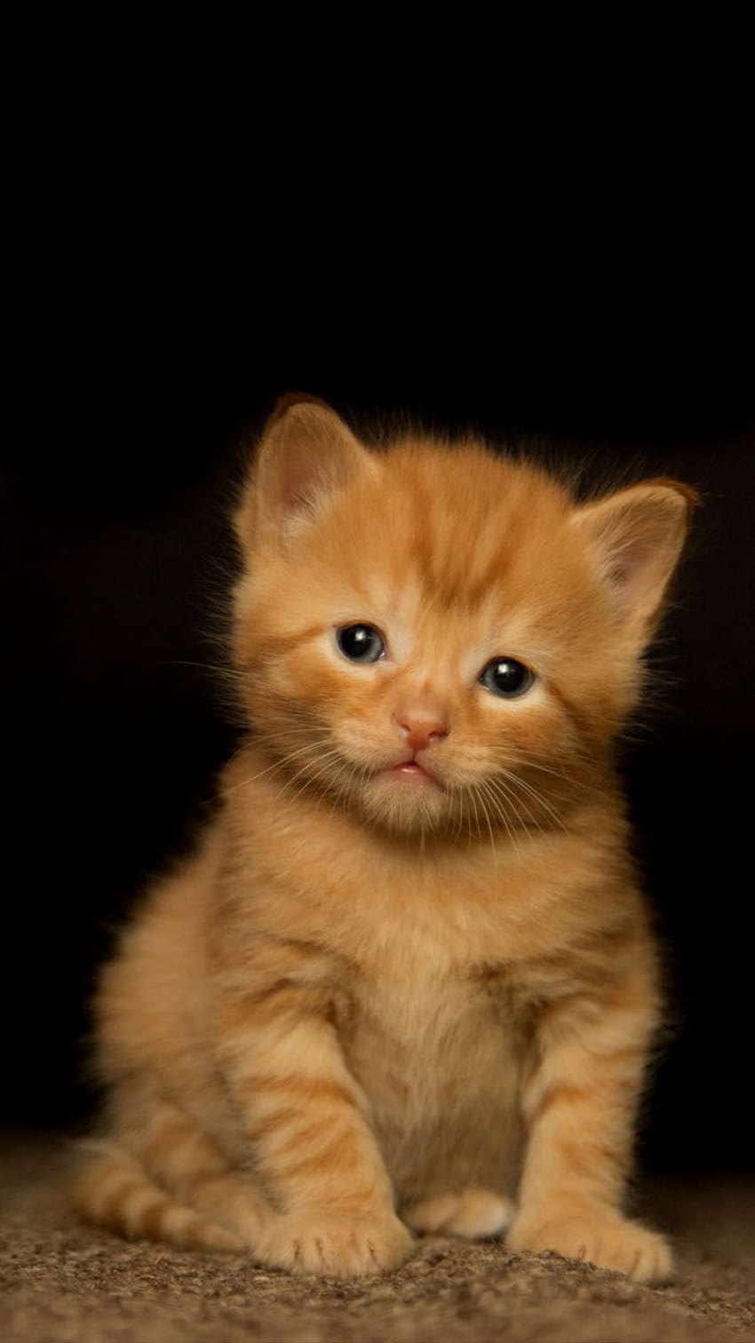 Orange Kitten / 휴대폰용 배경 – Apple iPhone 6, 6S, 7, 주황색 고양이 갈색 눈 HD 전화 배경 화면
