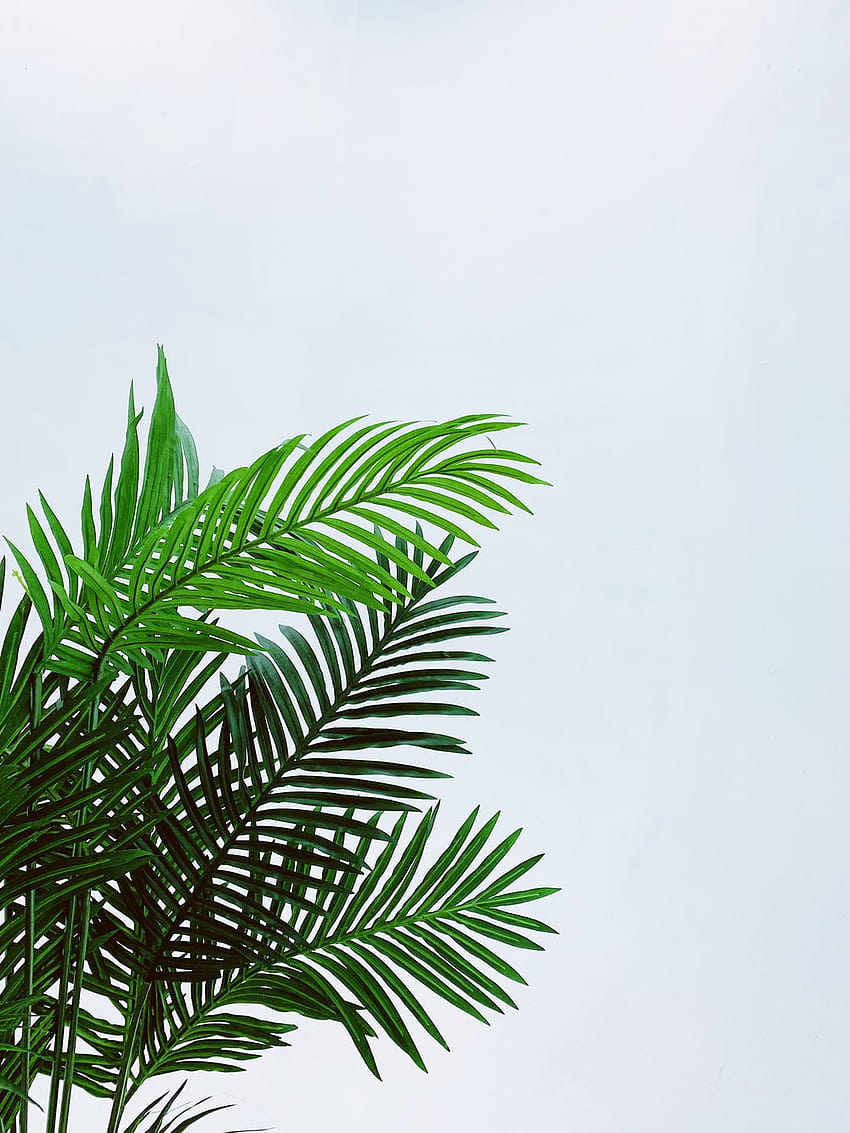 50 팜 리프 [], 야자수 잎 HD 전화 배경 화면