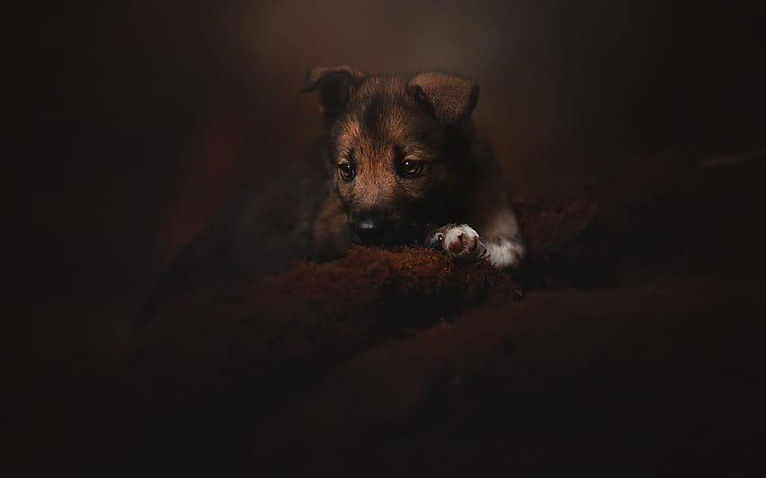 작은 갈색 강아지, 귀여운 작은 개, 애완 동물, 작은 강아지 HD 월페이퍼