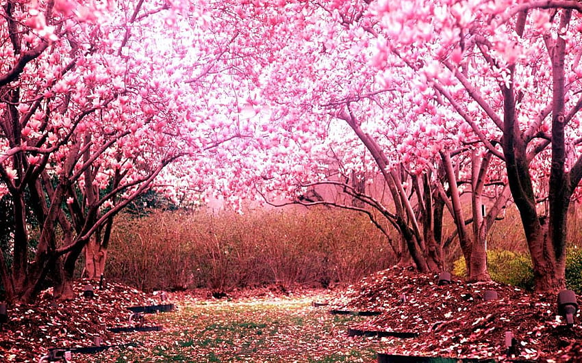 Sakura , Anime, HQ Sakura, anime pink tree papel de parede HD