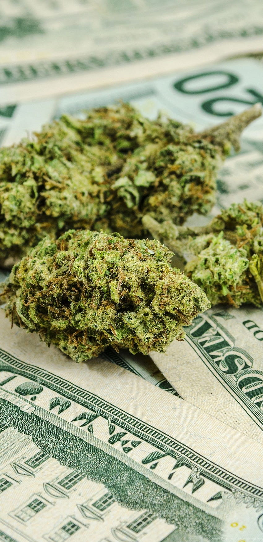 마리화나 420 대마초 메리 제인 마약 돈 배경, 돈 및 마약 HD 전화 배경 화면