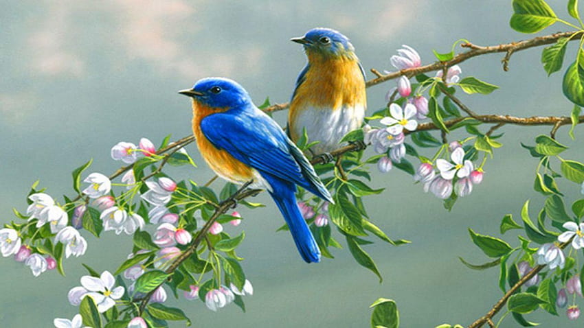Uccello animale belle ali selvatiche uccelli esotici, uccelli tropicali Sfondo HD
