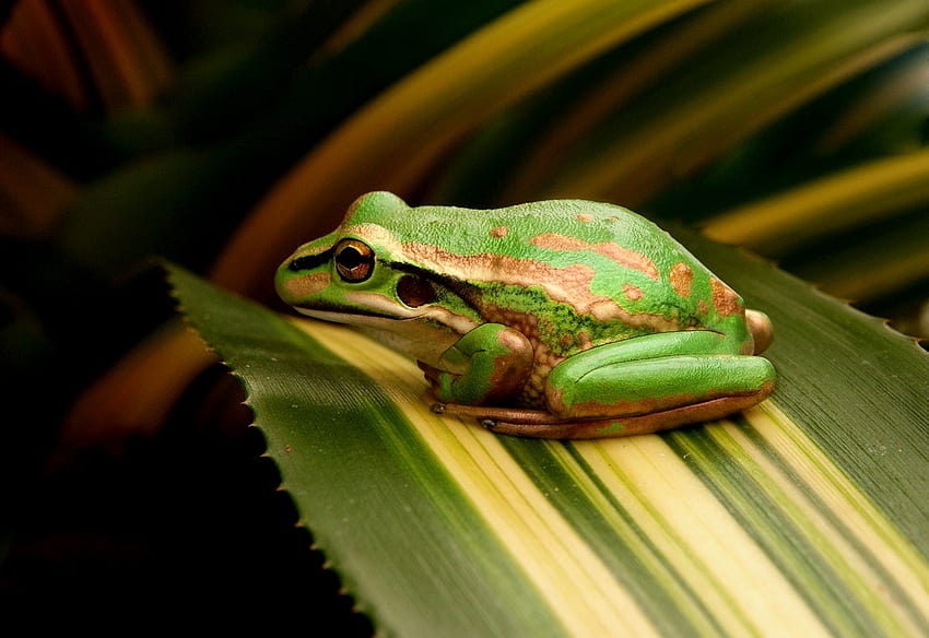 Green and golden bell frog, frog garden HD wallpaper