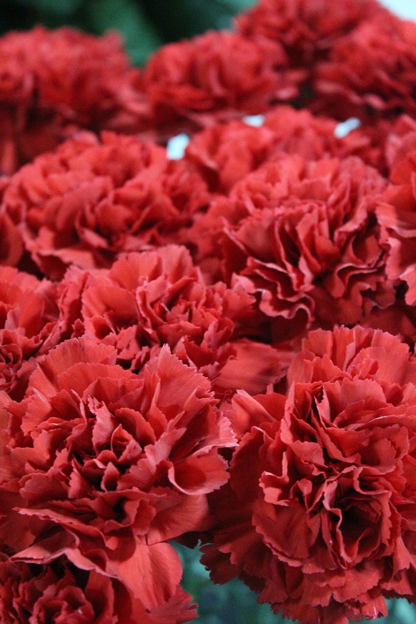 Claveles Color Rojo, red carnation HD phone wallpaper | Pxfuel