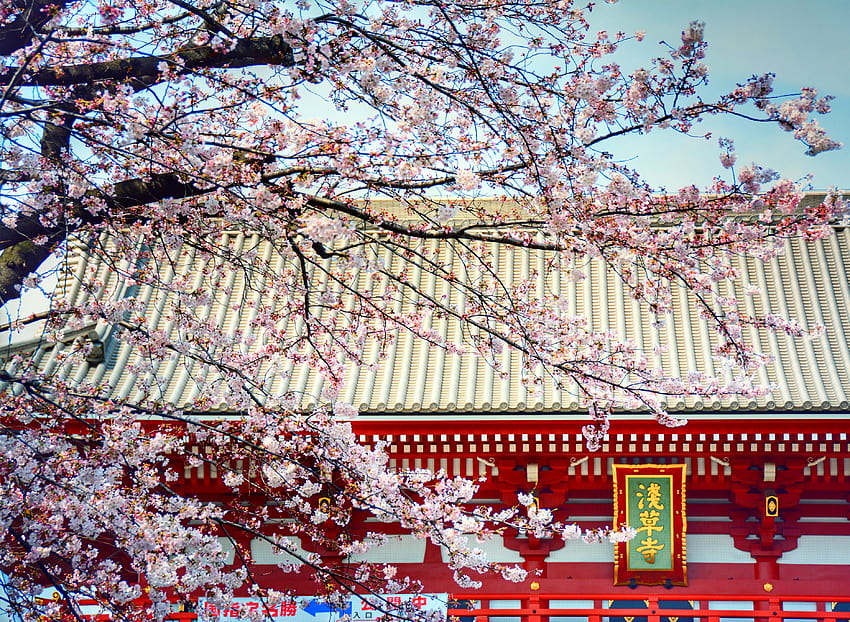 : pink, Japan, cherry, landscape, temple, sensoji, Tokyo, spring, flickr, blossoms, sightseeing, pastels, cherryblossoms, Asakusa, attractions, touris, sensojitemple, R 3733x2730, spring landscape japan HD wallpaper