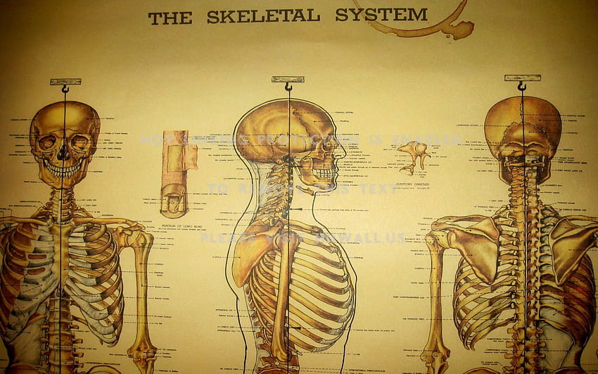 Anatomy Best Of Skeleton Anatomy Medical Inspiration, skeletal HD wallpaper