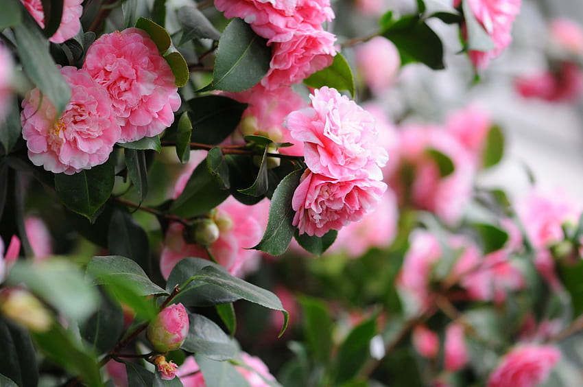 Kamelienblüten: Ein klassischer südlicher Strauch, rosa Kamelie HD-Hintergrundbild
