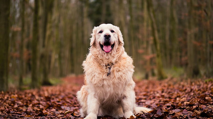 golden retriever, dog, sitting, autumn, foliage, , background, 68ff4c, golden retriever fall HD wallpaper