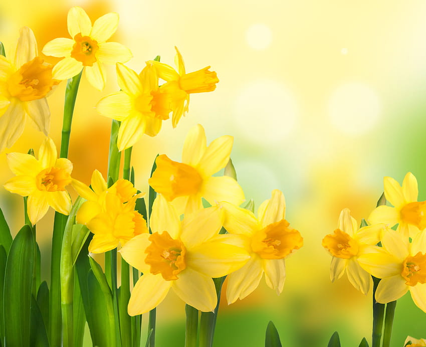3 narcisi primaverili, fiori di narcisi gialli primavera Sfondo HD