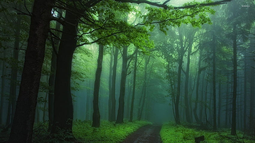 Grüner nebliger Wald, nebliger Waldweg HD-Hintergrundbild