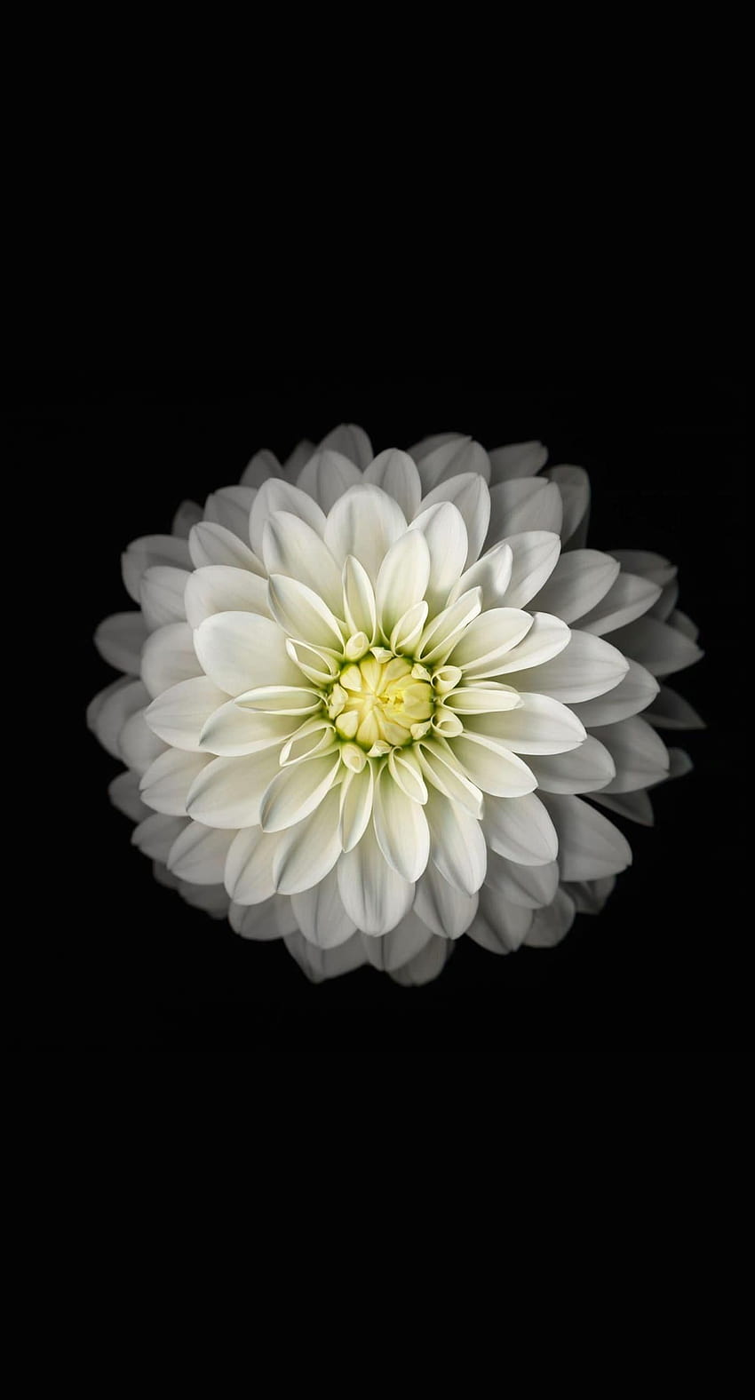 iphone default wallpaper flower