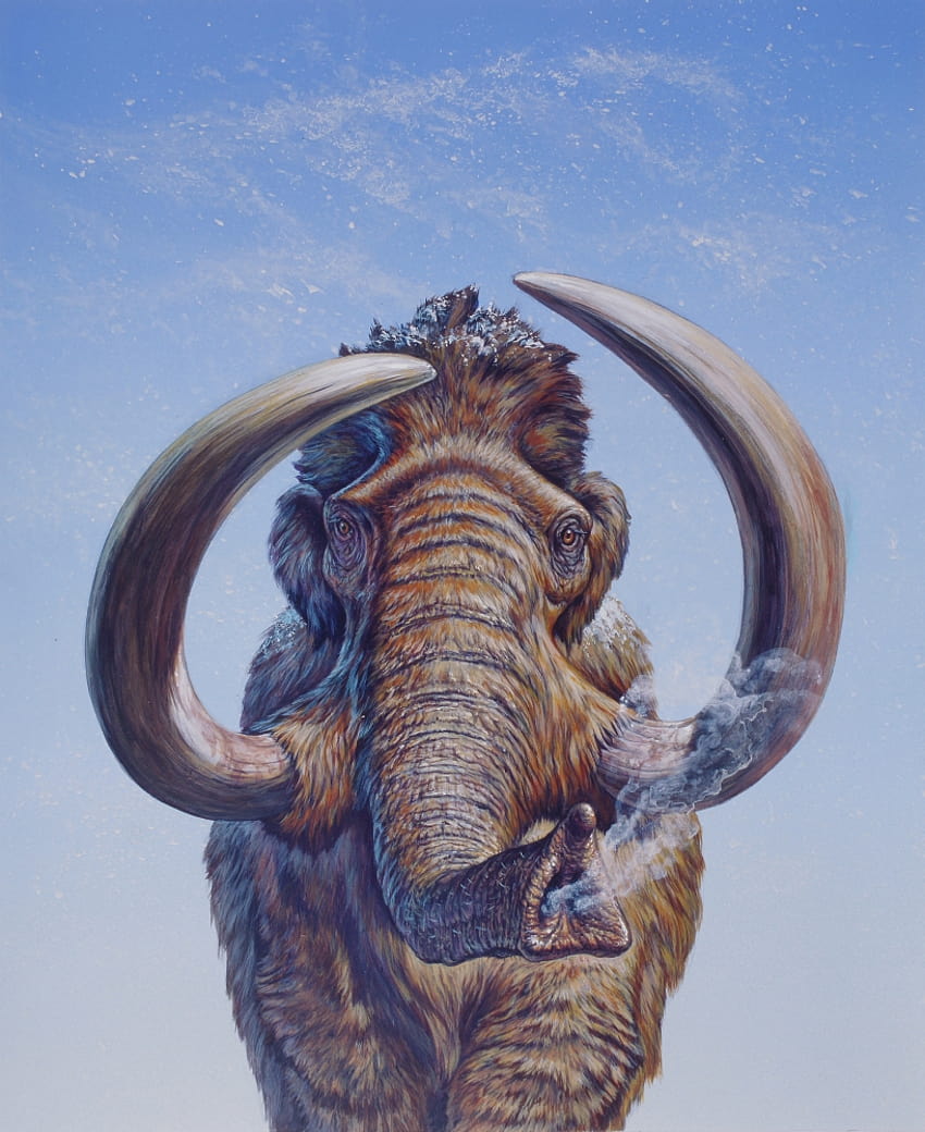 Woolly Mammoth charging, Pleistocene Epoch, North America Poster Print HD phone wallpaper
