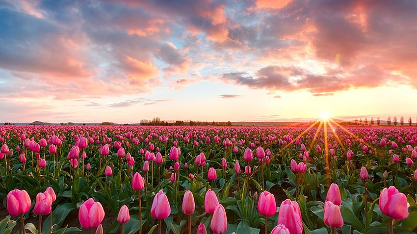 ดอกทิวลิปสีชมพูยามพระอาทิตย์ตกที่สวยงามที่เทศกาลดอกทิวลิป Skagit Valley ทุ่งดอกทิวลิปยามพระอาทิตย์ตกดิน วอลล์เปเปอร์ HD