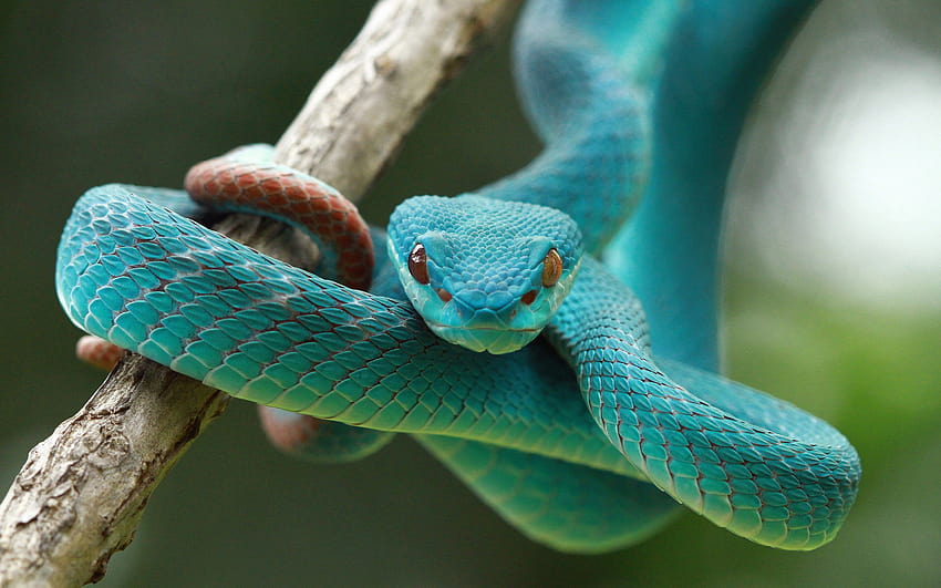 Blaue Viper-Schlange HD-Hintergrundbild