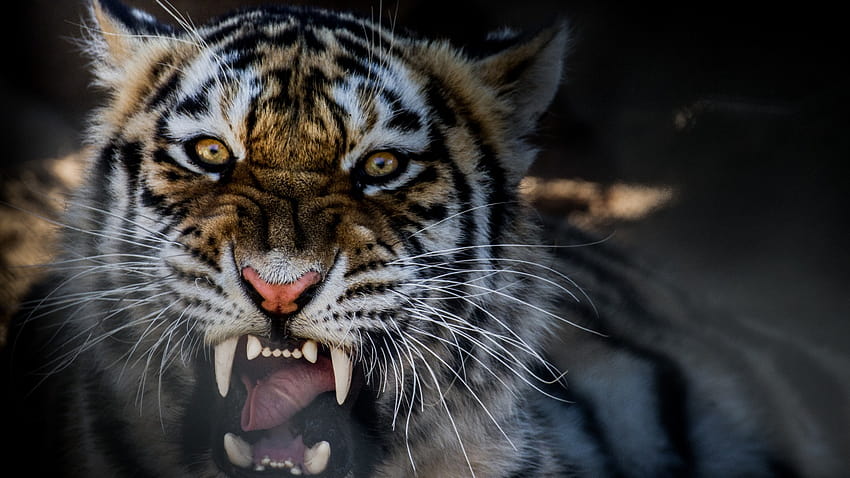 teeth, Hunter, Looking at viewer, Tiger, Animals, Yellow eyes, Closeup / and Mobile Backgrounds HD wallpaper