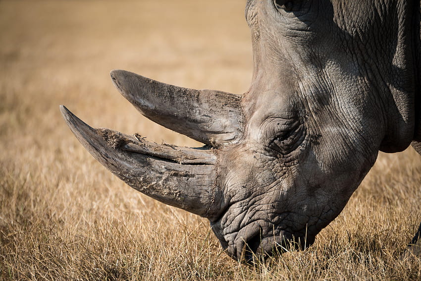 짐바브웨의 검은 코뿔소는 중국이 25를 뒤집으면서 위험에 처해 있습니다. HD 월페이퍼
