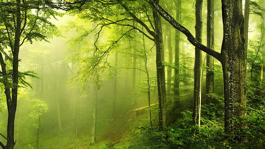 Beautiful Green Forest Nature Deskto 5336 High [1920x1200] for your , Mobile & Tablet, forest aesthetic HD wallpaper