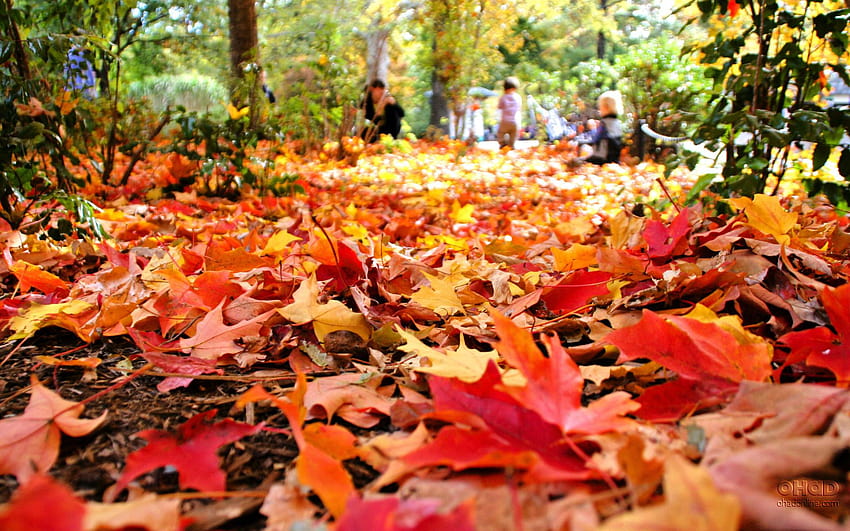 Fall Foliage, i love autumn HD wallpaper