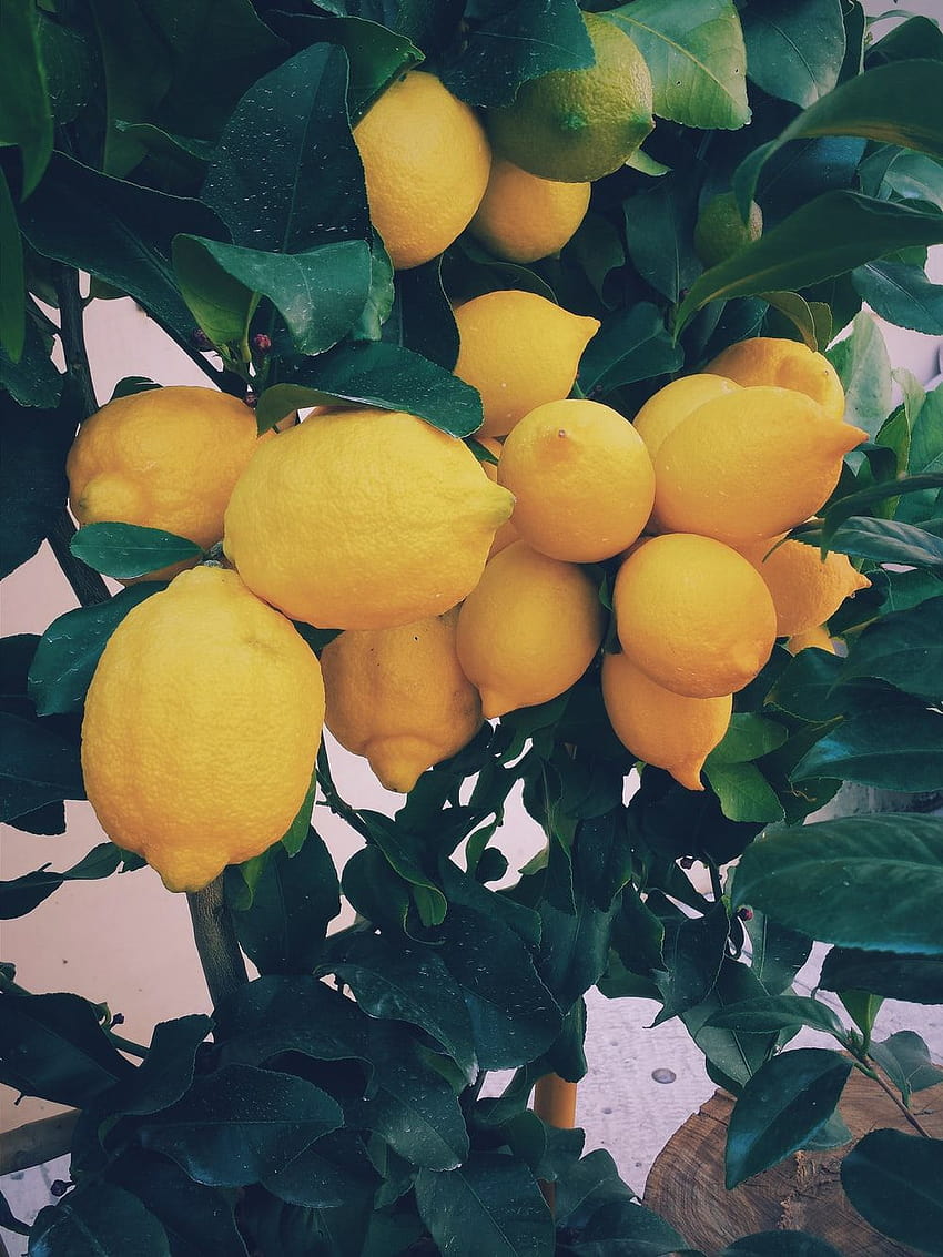 50 Lemon Tree [ ... HD phone wallpaper