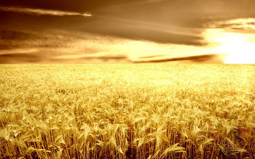 plano de fundo, campos, trigo, dourado, sol campos de trigo papel de parede HD