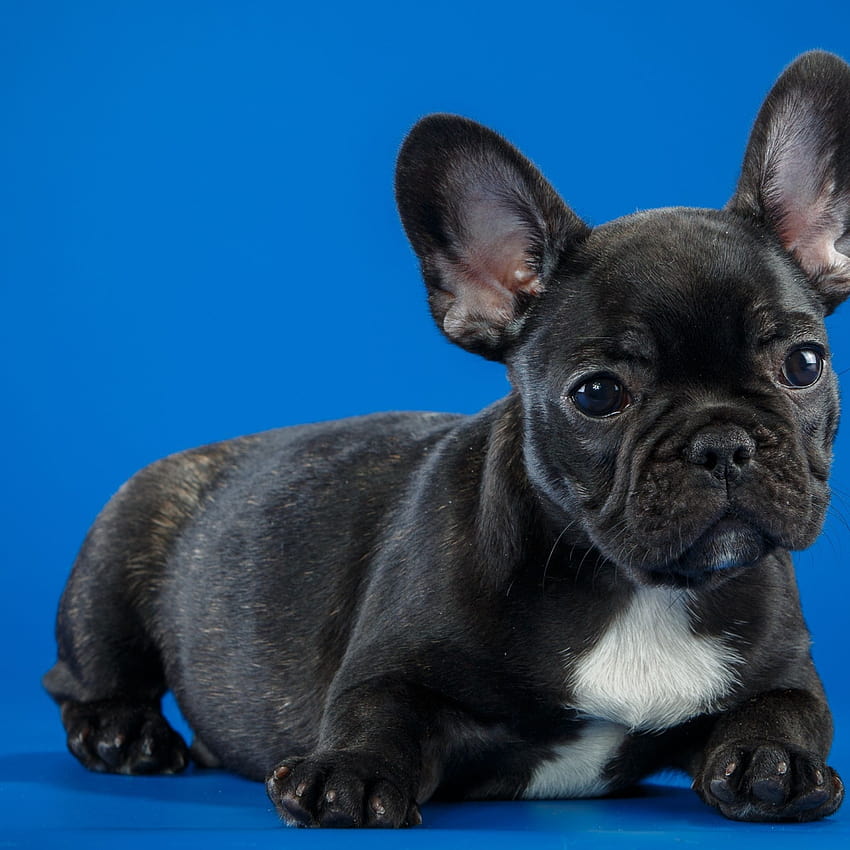 2048x2048 Black French Bulldog Cute Puppy Ipad Air , Backgrounds, and, french dog HD phone wallpaper