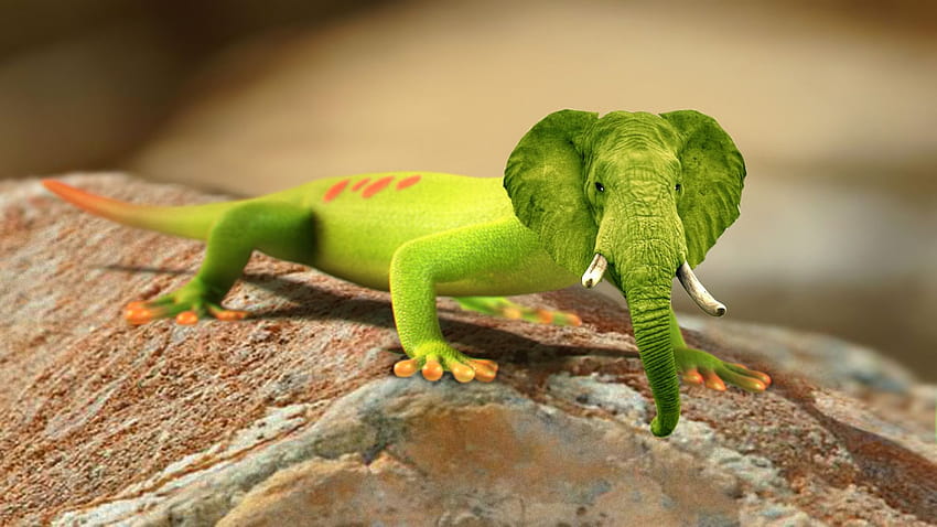 Real Hybrid Animals List Has Science Gone Too Far? Or Not Far, gecko green HD wallpaper