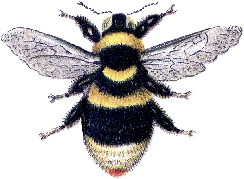 16 Bee Graphics, bumble bees HD wallpaper