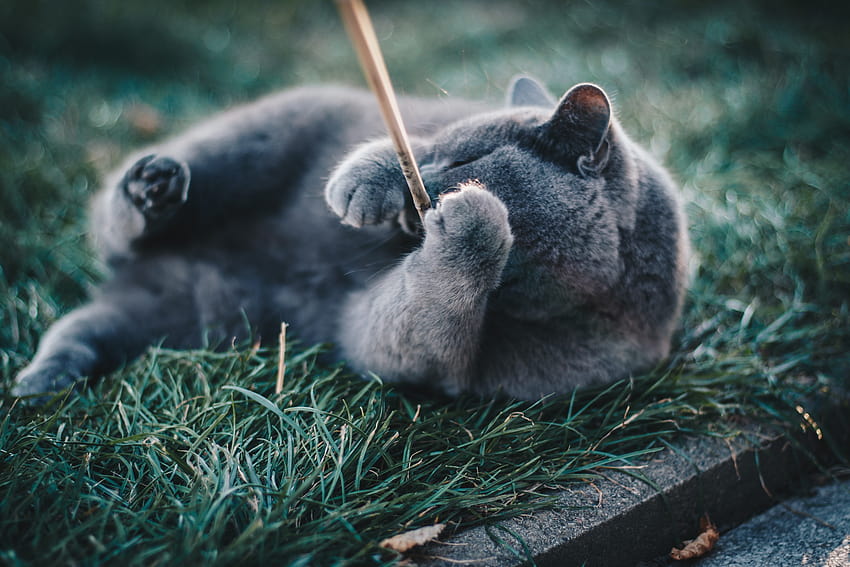 of Russian Blue Cat Playing with Brown Wooden Stick While Lying on Grass · Stock HD wallpaper