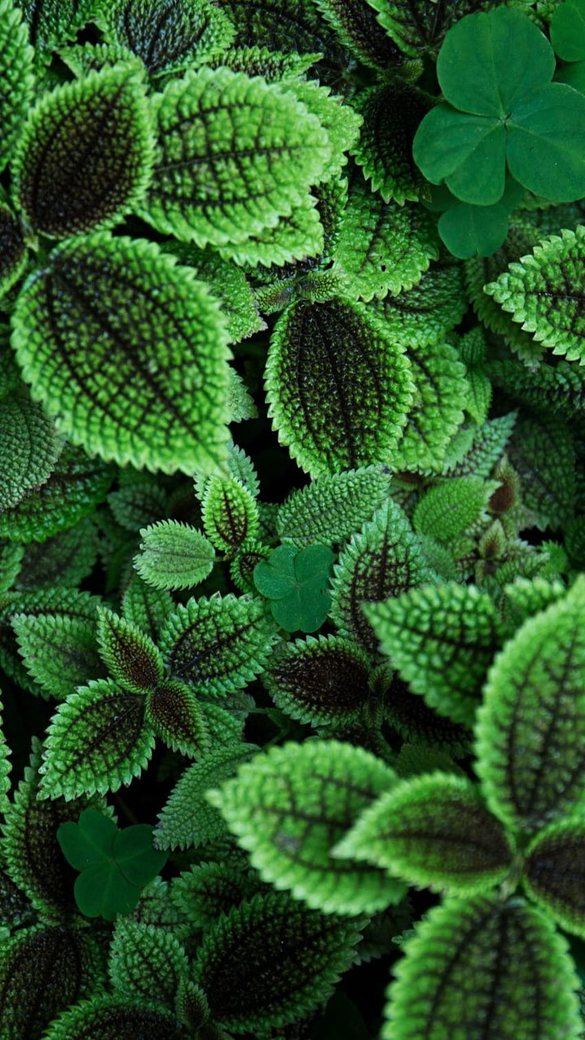 녹색 잎, 식물, 정원, 720x1280, 친환경 HD 전화 배경 화면