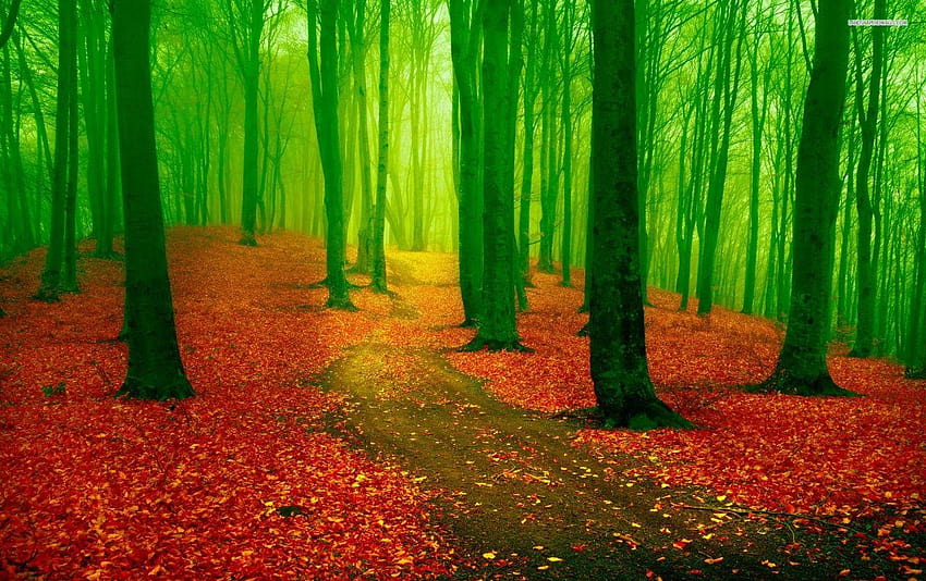 Red Leaf Carpet Green Forest, green and red HD wallpaper
