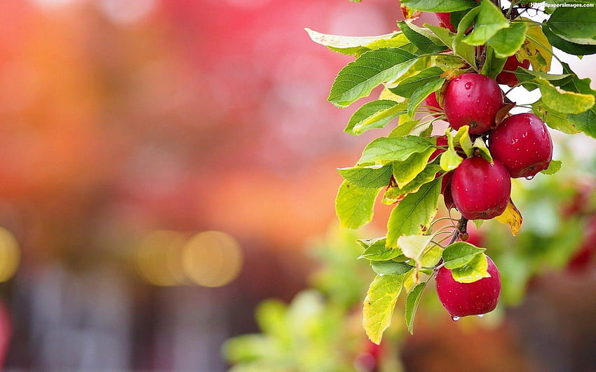 Árboles frutales fondo de pantalla
