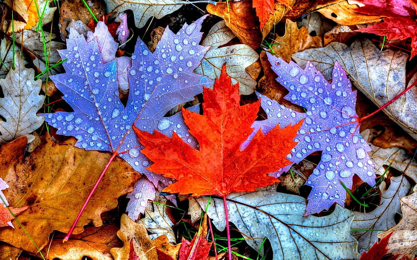 Tapis de feuilles d'automne colorées, automne coloré Fond d'écran HD