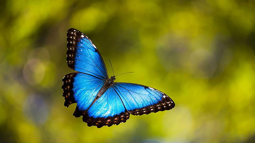 morpho blue butterfly HD wallpaper