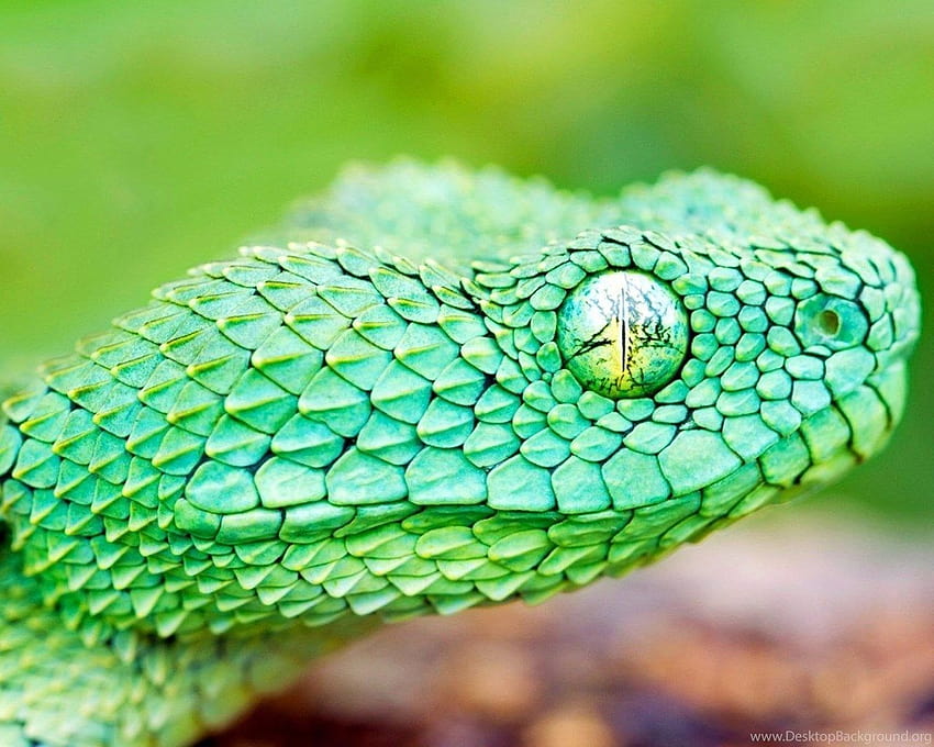 Green Snake Backgrounds Hd Wallpaper Pxfuel