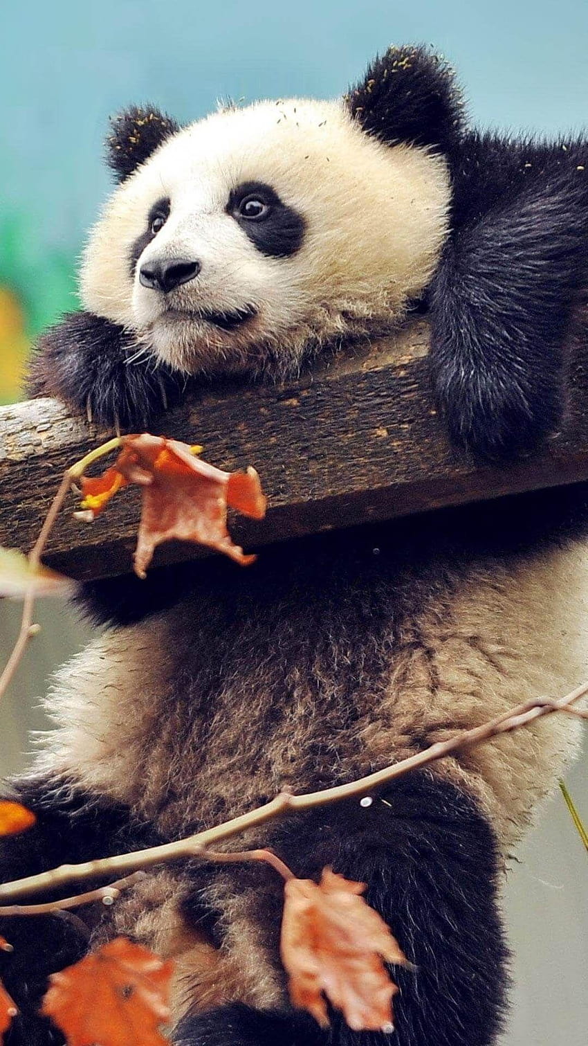 Sevimli Panda Asılı iPhone, panda ganimeti HD telefon duvar kağıdı