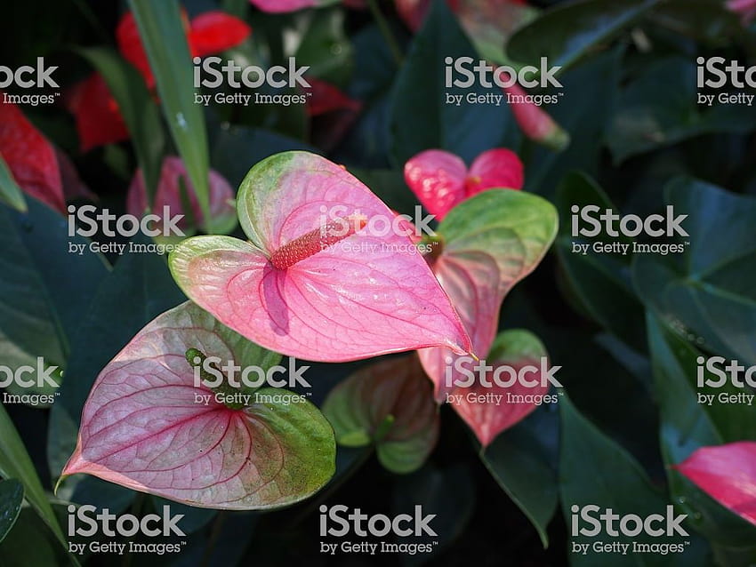 Konzentrieren Sie sich auf die Natur der wilden Blume des Pflanzenbestands, Anthurium-Hortensie HD-Hintergrundbild