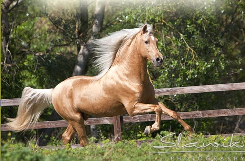 Beni, palomino horse HD wallpaper | Pxfuel