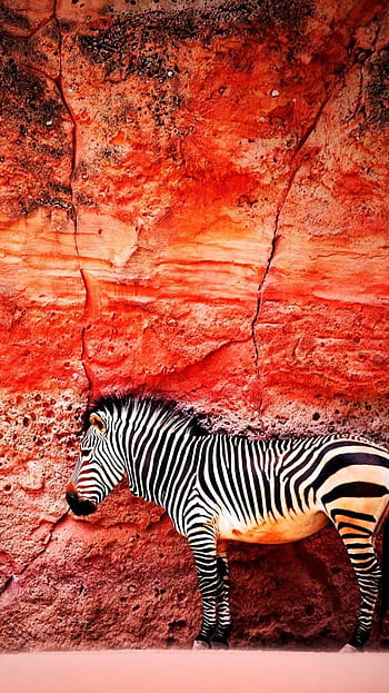 Red zebra iphone HD wallpapers | Pxfuel