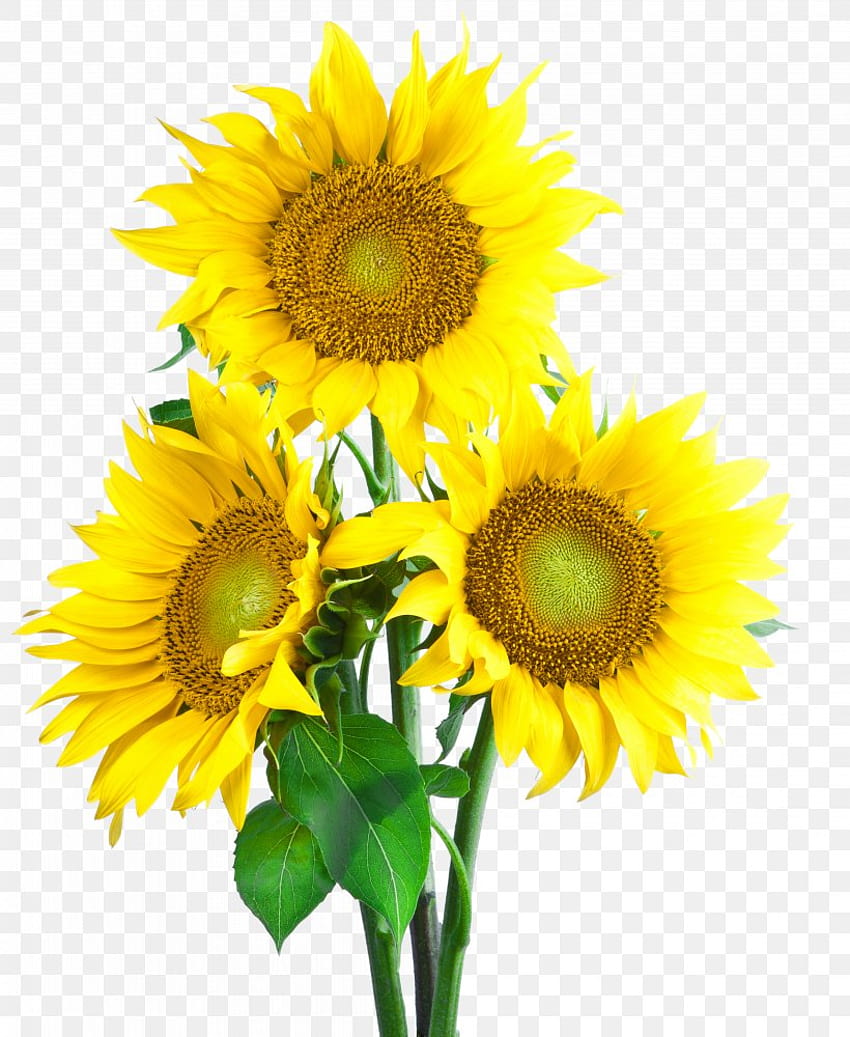 Benih Bunga Matahari Bunga Matahari Biasa, PNG, 4178x5100px, Bunga Matahari Biasa, Bunga Potong, Keluarga Daisy, Resolusi Layar, Budidaya Bunga wallpaper ponsel HD