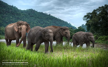 asian elephant wallpaper desktop