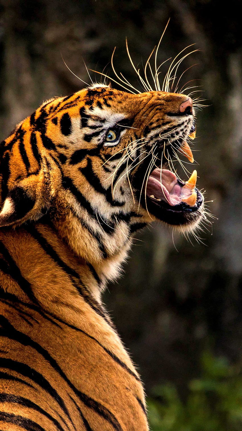 Tiger Roar Animal Wild Wildlife Orange, 스마트폰 야생동물 HD 전화 배경 화면