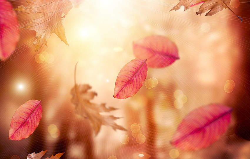autumn, leaves, falling leaves, blur , section разное, autumn leaves blurry HD wallpaper
