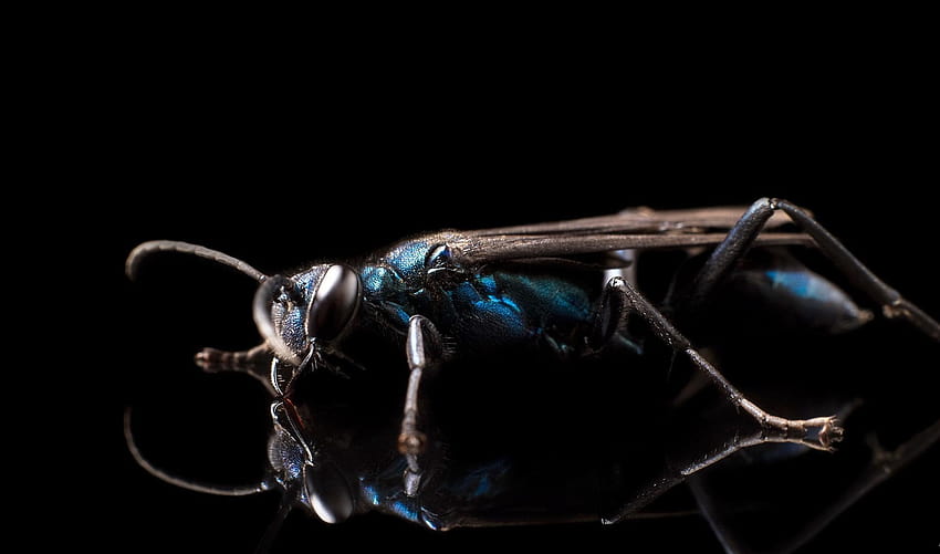 macro hyménoptères insectes animaux, animaux invertébrés Fond d'écran HD
