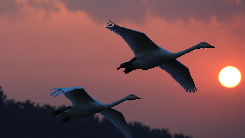 White swans flight, sunset, sky 3840x2160 U, sunset swans HD wallpaper