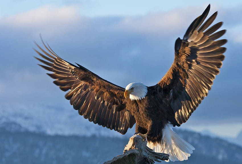 Schöner Adler, 40 Hintergründe, der Adler HD-Hintergrundbild