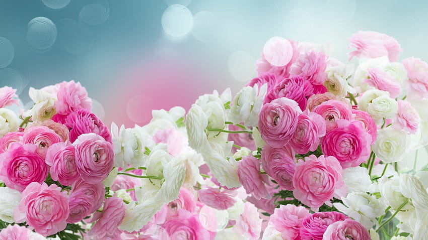 Flores de ranúnculo rosa y blanco, resplandor 5120x2880 U fondo de pantalla