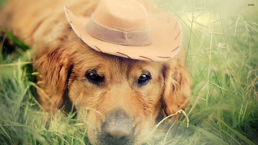 Golden Retriever with Cowboy Hat HD wallpaper