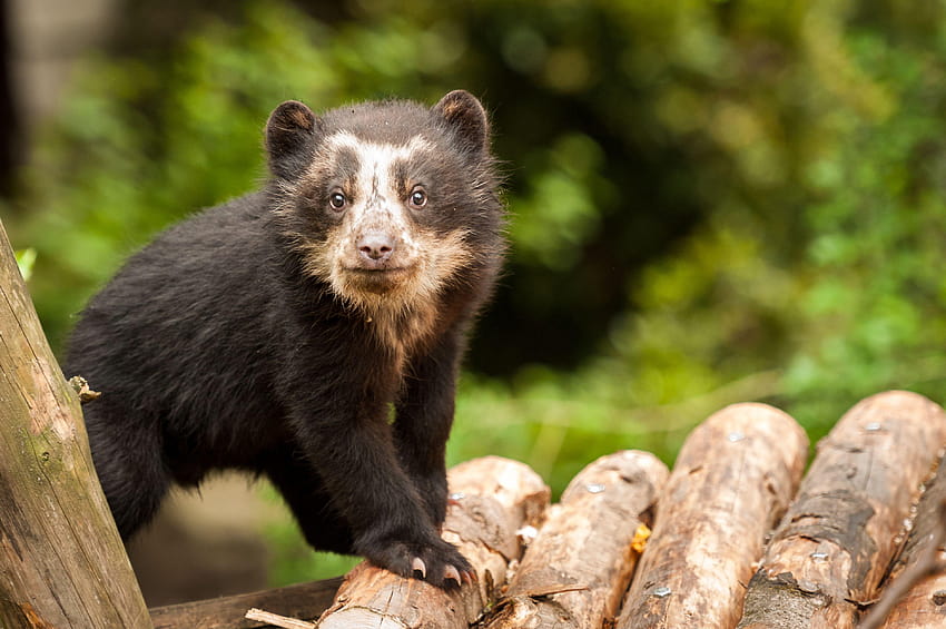 Spectacled Bear Cub Ventures Outside For The First Time HD wallpaper