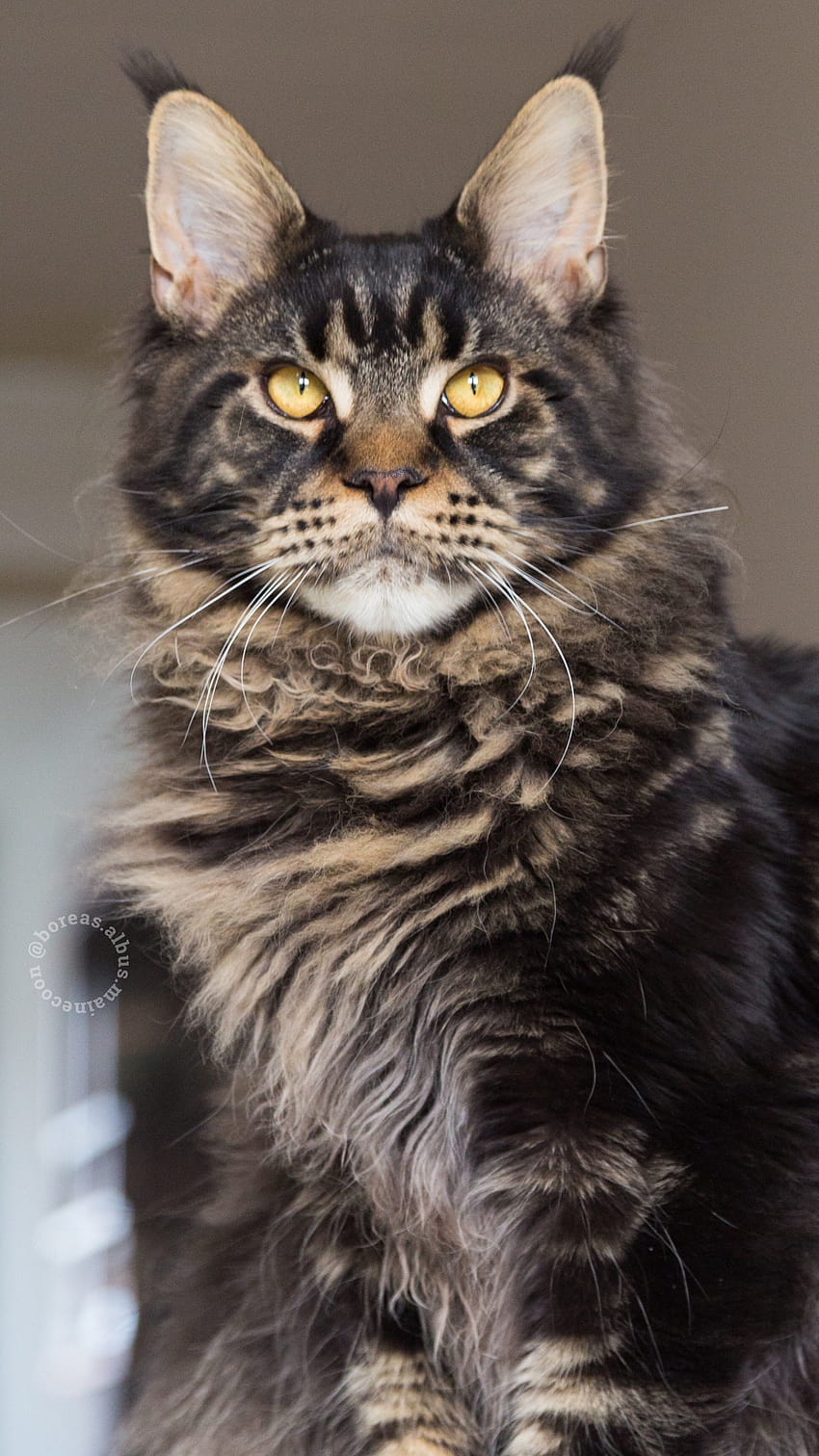 Maine Coon Kitten 8 Months Brown Tabby Blotched, maine coon cats HD phone wallpaper